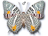 MD