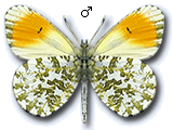 MD