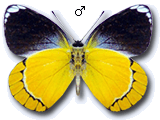MD
