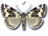 Eustrotiinae