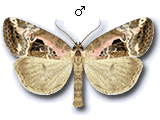 Elaphria venustula