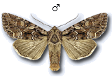 Lacanobia (Dianobia) thalassina