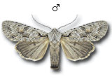 Lithophane (Lithophane) ornitopus