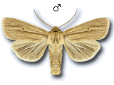 Mythimna (Mythimna) impura