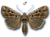 Naenia typica