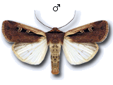 Ochropleura plecta