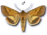 Pyrrhia umbra