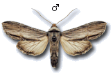MU
