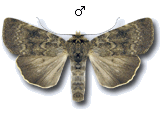 Standfussiana lucernea