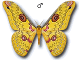 MU