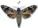 MU