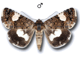 Tyta luctuosa