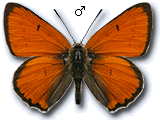 Lycaeninae