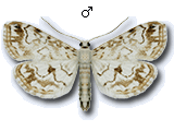 Acentropinae