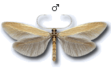 Coleophora caespititiella