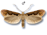 Rhigognostis incarnatella