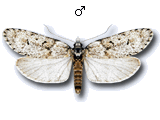 Dasystoma salicella
