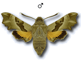 Proserpinus proserpina
