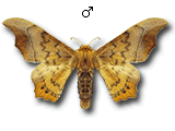 Oberthueria caeca