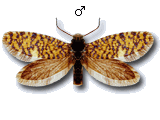 Eriocrania (Eriocrania) sparrmannella