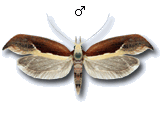 Ypsolophinae