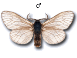 Acanthopsyche atra