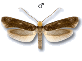 Monopis imella