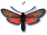 Zygaena (Zygaena) lonicerae