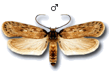 Depressaria (Depressaria) ultimella