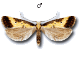 Brachmia dimidiella