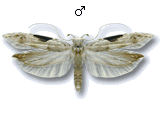 MU