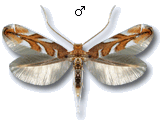 Phyllonorycter muelleriella