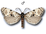 Brevicornutia pallidana