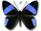 MU