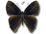 MU