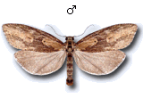 Doloploca punctulana