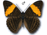 MU