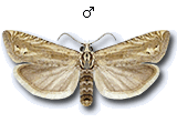 Eucosma albidulana