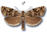 Phiaris turfosana
