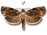 Pristerognatha fuligana