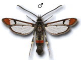 Synanthedon formicaeformis