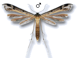 Stenoptilia millieridactyla