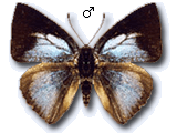MU