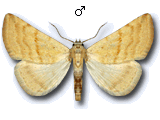 Eublemma (Eublemma) straminea