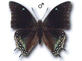 MU