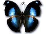 MU