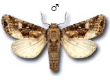 Luperina dumerilii