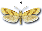 Aethes bilbaensis