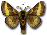 MU