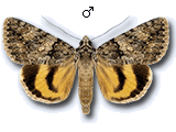MU